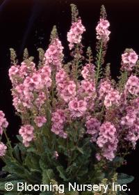 Verbascum 'Lavender Lass'